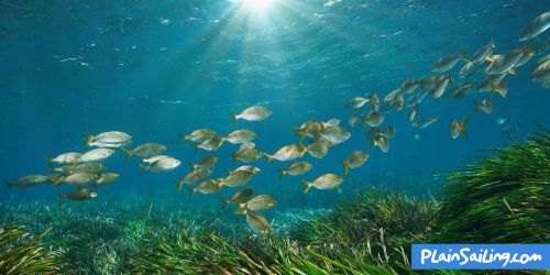 Support the Seagrass! 