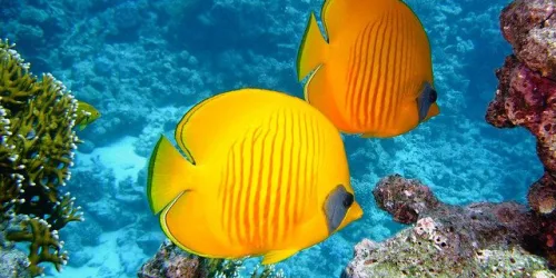 Tropical fish